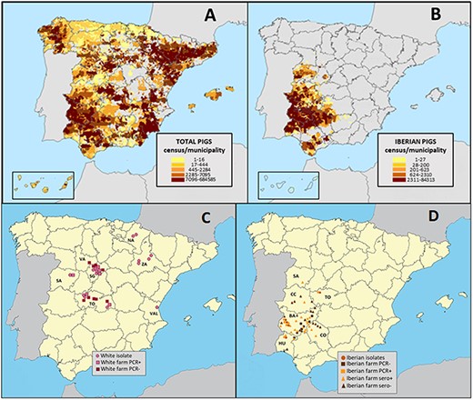 Map of Spanish swine and sample collection. Distribution and density of (A) all domestic pigs and (B) Iberian pigs in Spain in 2020. Each colored rectangle represents the number of pigs per municipality. The locations (Global Positioning System coordinate) of the farms for (C) white pigs and (D) Iberian pigs where respiratory specimens (squares) and serum samples (triangles) were collected for this study including positive (light color) and negative (dark color) farms. Samples were collected from white pigs in seven Spanish provinces (NA, Navarra; SA, Salamanca; SG, Segovia, TO, Toledo; VAL, Valencia; VA, Valladolid; ZA, Zaragoza) and from Iberian pigs in six provinces (BA, Badajoz; CC, Cáceres; CO, Córdoba; HU, Huelva; SA, Salamanca; TO, Toledo).