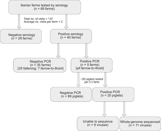 Flowchart of sampling protocol in Iberian farms during 2015–9.
