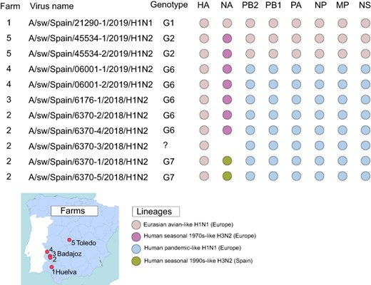 IAV genotypes in Iberian pigs. The farm (#1–#5, see map) and genotype is listed for the eleven viruses sequenced for this study from Iberian pigs. Each circle represents a segment of the IAV genome, shaded by IAV lineages. HA and NA surface proteins are listed first, followed by the six internal gene segments.