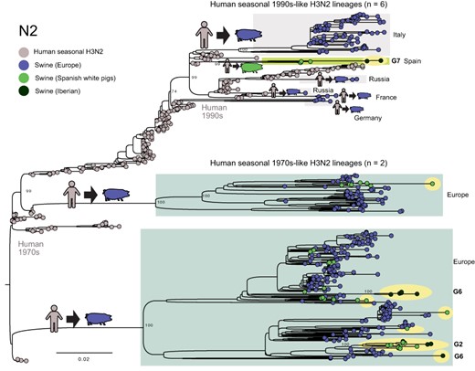 Human seasonal 1990s-like N2 lineage identified in Iberian pigs. A ML tree reconstructs the evolutionary relationships of the N2 segment from H3N2 and H1N2 viruses collected in European swine and humans. Each virus is represented by a circle, shaded by host and location. Viruses sequenced for this study are highlighted in yellow. Bootstrap values are provided for key nodes. The genotype (Fig. 3) is listed for all viruses from Iberian pigs.