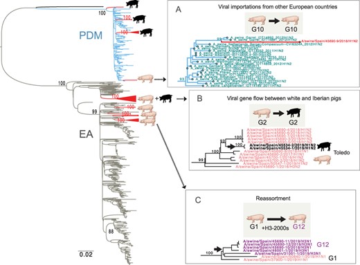 Three mechanisms of IAV evolution in Spanish swine. A ML tree of viruses collected in European swine from 2009 to 2019 (PB2 segment). Red triangles indicate clades of viruses collected from Spanish swine for this study, with cartoons indicating host (Iberian or white pig). Three clades of interest have been expanded (A–C). Complete trees for all segments, including pdmH1N1 trees that include human and swine viruses, are available in the GitHub repository (https://github.com/mostmarmot/Iberian).