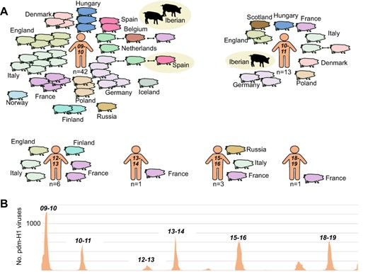 Transmission of pdmH1N1 viruses from humans to swine in Europe, 2009–19. (A) Each pig represents a discrete introduction of a pdm-H1 virus from humans into swine, shaded by European country. Instances of onward transmission to swine in another European country are indicated by black lines. Viruses identified in Spanish swine in this study are highlighted by beige circles. Introductions are ordered chronologically by the seven winter epidemics in humans from 2009–10 to 2018–9 in which reverse zoonosis was observed. The total number of introductions from humans into European swine per winter season is provided. (B) The number of pdm-H1 viruses collected in humans in Spain during 2009–19. Data available from WHO FluNet.