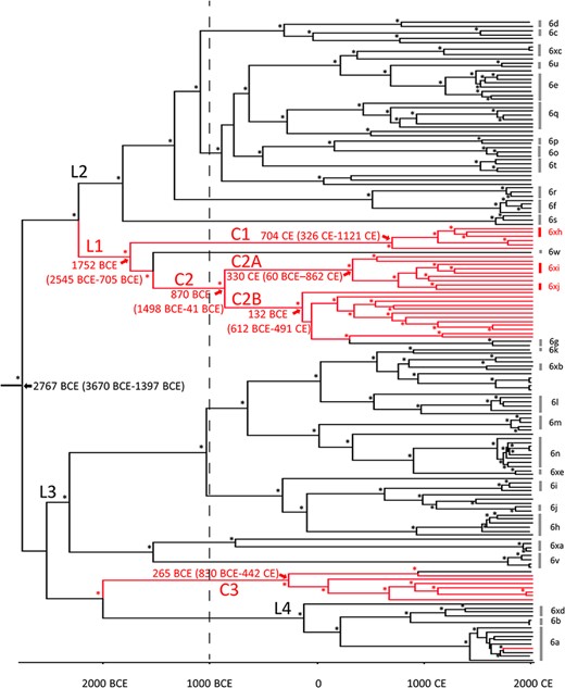 Bayesian phylogenetic tree of whole virus genome HCV gt6Ref and gt6Bai sequences. Sequences labeled with back and red lines represent Gt6Ref and gt6Bai sequences, respectively. The timescale runs from 2767 bce to 2015 ce. Predicted dates for the MRCAs for gt6, Lineage L1, and gt6Bai Clades C1, C2, C2A, C2B, and C3 are indicated on the figure along with their respective 95 per cent HPD intervals. Non-Baisha lineages (L2, L3, and L4) that were used for Bayesian plot analysis shown in Supplementary Fig. S6 are indicated. Posterior probability values of >90 per cent are indicated by asterisks at the nodes.