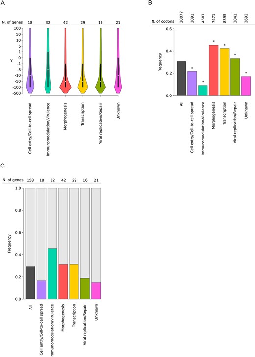 Selective patterns of MPXV genes. (A) Violin plots (median, white dot; interquartile range, black bar) of gammaMap selection coefficients (γ) calculated for all codons of the 158 analyzed genes. Genes are grouped and colored based on their functional category (see Supplementary Table S2 for details). The number of genes contributing to each category is also reported. (B) Fraction of codons evolving under strong negative selection. The proportion of codons with a cumulative probability > 0.75 of γ ≤ −10 is reported for each functional class (colored bars). The total number of analyzed codons is also reported. Asterisks denote significance at the binomial test (all corrected P-values were <0.001). (C) Frequency of positively selected genes. Colored bar plots represent the frequency of genes with at least one positively selected codon calculated within each functional category.