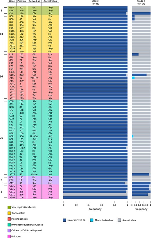 Positively selected sites in the two MPXV clades. The plot shows all the identified positively selected sites, their position (based on the NC_003310 Zaire-96-I-16 strain), and their relative frequency in the two MPXV clades. The number of positively selected sites in each category is also reported. The ancestral amino acid refers to the amino acid coded by the reconstructed outgroup (see Materials and Methods section for details); when more amino acids different from the ancestral were observed in MPXV clades, they are indicated as major and minor derived allele, based on their frequencies.