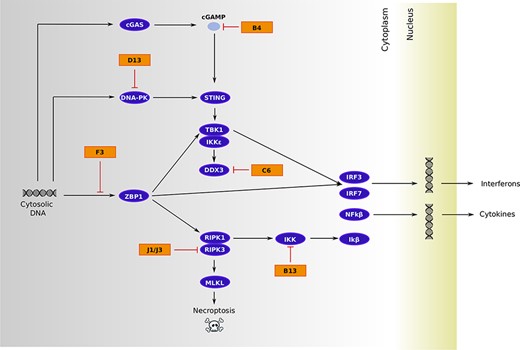 Viral immunomodulatory/virulence proteins that hijack the cytosolic DNA-sensing pathway. The schematic diagram is derived from the Kyoto Encyclopedia of Genes and Genomes pathway repository (map04623) with the addition of relevant interactions: stimulation of the TBK1/IKKe complex by DDX3 (Schröder, Baran, and Bowie 2008), interaction between RIPK3 and MKLK (Sun et al. 2012), role of DNA-PK as a DNA sensor (Ferguson et al. 2012) and its inhibition by proteins belonging to the C4/C16 family (MPXV D13) (Peters et al. 2013; Rivera-Calzada et al. 2022), J1/J3-mediated degradation of RIPK3 (Liu et al. 2021), prevention of Z-DNA sensing by F3 to block ZBP1-mediated signaling (Koehler et al. 2021), inhibition of the IKK complex by B13 (Chen et al. 2008), C6 targeting of DDX3 (Schröder, Baran, and Bowie 2008), and cyclic guanosine monophosphate–adenosine monophosphate (cGAMP) degradation by B4 (Eaglesham et al. 2019). Host proteins are in purple and viral proteins in orange.