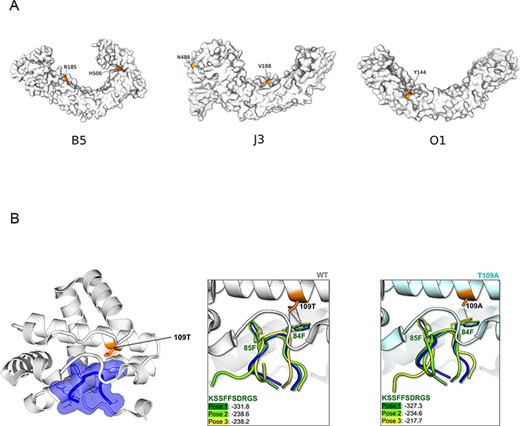 Structural analysis of positively selected sites. (A) Structural models of three ANK repeats-containing proteins. Positively selected sites are in orange. (B) Crystal (left) and docking (central and right) structure of VACV-Cop K7 with the 81-KSSFFSDRGS-90 peptide of DDX3. In the crystal structure (PDB ID: 3JRV) representation (left), K7 is in white and the peptide in blue. The positively selected site (T109A) is in orange. In the central and right panels, three top-ranked docking poses for 81-KSSFFSDRGS-90 (green shades) to the WT (white, central) and to the T109A mutant (cyan, right) are shown. The peptide, as found in the 3JRV structure, is also reported, as reference (in blue). HPEPDOCK docking scores are also shown.