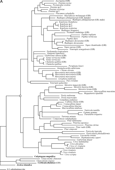 Molecular Phylogeny Of Veneroidea A 50 Majority Rule Consensus Tree Based On