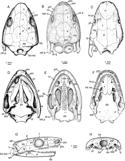 palaeozoic ancestry of salamanders frogs and caecilians palaeozoic ancestry of salamanders frogs and caecilians zoological journal of the linnean society oxford academic