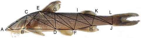 Lateral view of Glyptothorax granosus(KIZ 2000000555, paratype, 65.9 mm SL). Letters (A-L) show 12 landmarks which were used to determine 25 distances for the truss-based morphometric measurements.