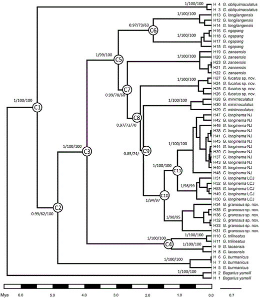 Bayesian inference chronogram showing the phylogeny and divergence time of Glyptothorax in the upper Irrawaddy (Dayingjiang and Longchuanjiang), Mekong (Lancangjiang), and Salween (Nujiang) drainages. Node C1 represents the calibration point and others denote nodes of interest. Support values of each node given as following: posterior probability/maximum likelihood bootstrap/maximum parsimony bootstrap. Abbreviations: LCJ, Lancangjiang drainage; NJ, Nujiang drainage.