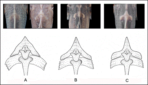 Dorsal view of nuchal plate elements of: A, Glyptothorax zanaensis and Glyptothorax longinema; B, Glyptothorax fucatus sp. nov. ; and C, Glyptothorax granosus sp. nov.