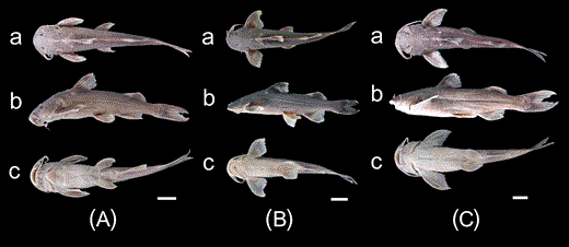 Glyptothorax longinema. A, KIZ 740197, holotype, 67 mm SL; China: Bijiang; B, KIZ 2000000559, 60.1 mm SL; China: Shangjiang; C, KIZ 749356, holotype of Glyptothorax rubermentus, 90.3 mm SL; China: Wayao. a, dorsal view; b, lateral view; c, ventral view. Scale bars = 10 mm.
