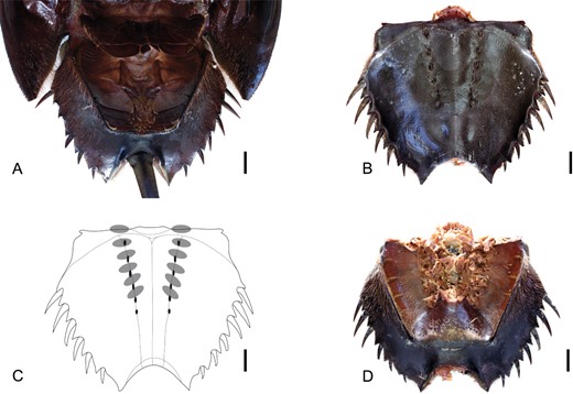 Limulus polyphemusLinnaeus, 1758 from the Recent of North America. A, ventral view of opisthosoma showing opercula. B, dorsal view of opisthosoma with prosoma and telson removed. C, schematic of opisthosoma in dorsal view with apodemes (shallow pits indicating sites of muscle attachment) marked in black and the insertion points of the opercula shown by grey ovals. D, ventral view of opisthosoma with prosoma, telson, and opercula removed. It can be clearly seen that the opercula are not attached to the lateral regions of the opisthosoma. Scale bars = 10 mm.