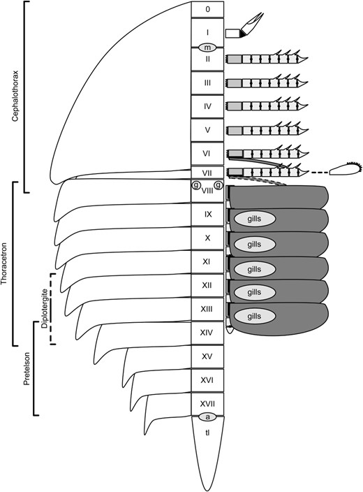 Schematic of the xiphosuran ground pattern. Somites are labelled 0–XVII; ‘tl’ indicates the telson, ‘gills’ the position of gills on the five posterior opisthosomal appendages, ‘m’ the mouth, ‘a’ the anus, and ‘g’ the gonopores. The appendages are shaded with the light ramus representing the endopod, the light grey the basipod, and the dark grey the exopod. The appendage of somite VII is reduced in the majority of taxa into the chilaria. It is possible that appendage VII may also have possessed a reduced exopod as in appendage VI given its intermediate position between appendage VI and the biramous opisthosomal appendages, but there is currently no evidence for this. To the left the somite compositions of the fused xiphosurid cephalothorax, thoracetron, and pretelson are shown, along with the varying combinations of segments that can form the diplotergite in bunodids and pseudoniscids.