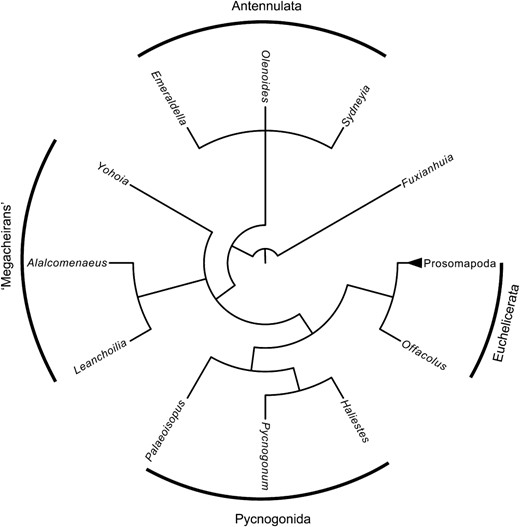 Summary cladogram of higher-level relationships retrieved from the phylogenetic analysis. Chelicerata consists of Pycnogonida and Euchelicerata, with megacheirans forming a polytomy on the node below. Trilobites and xenopods form a basal clade which is here considered to represent Antennata. For the full consensus tree see the Supporting information.