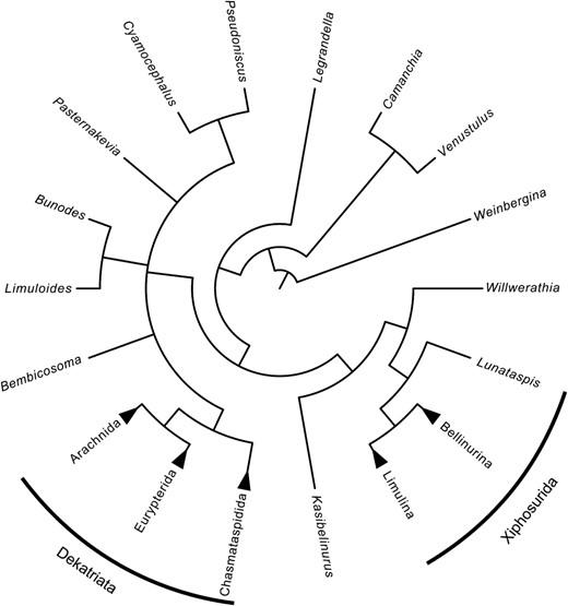 Summary cladogram of the internal relationships of Prosomapoda. Arachnids, eurypterids, and chasmataspidids form a clade, here termed Dekatriata. Xiphosurans are paraphyletic with respect to Dekatriata, with xiphosurids forming a monophyletic clade of their own. All taxa outside the two labels are synziphosurines, which would here be polyphyletic. For the full consensus tree see the Supporting information.