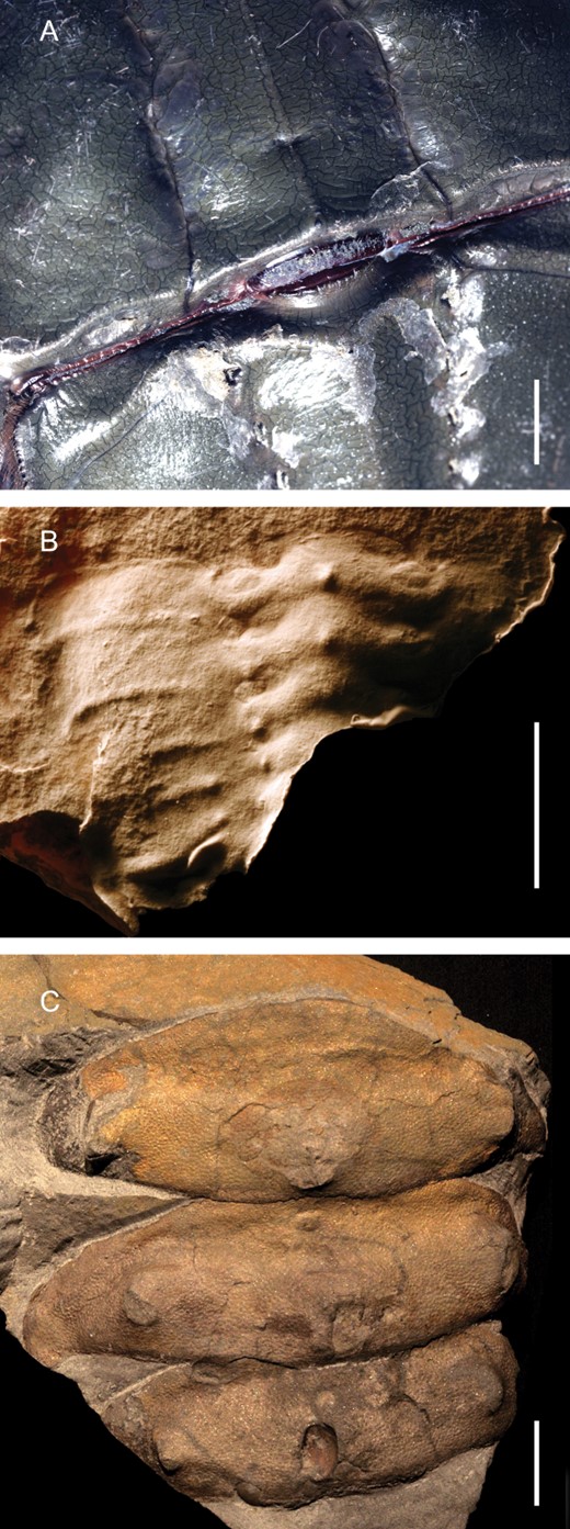 A, Limulus polyphemusLinnaeus, 1758 from the Recent of North America. Specimen positioned to show the prosoma/opisthosoma joint, with its axially extending articulation. B, Lunataspis auroraRudkin, Young & Nowlan, 2008 from the Upper Ordovician (Katian) of Manitoba, Canada. Rubber mould of specimen MM I-3990, showing the axial extension of the articulating facet on each segment. Image courtesy of Graham Young. C, Willwerathia laticeps (Størmer, 1936) from the Lower Devonian (Emsian) of Willwerath, Germany. Specimen PWL 2011/5690-LS, showing a similar anterior extension of the articulating facets. Image courtesy of Markus Poschmann. Scale bars = 10 mm.