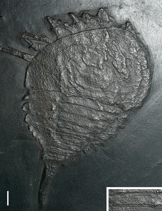 Weinbergina opitziRichter & Richter, 1929 from the Lower Devonian (Emsian) of Bundenbach, Germany. Holotype specimen SMF VIII 7a, showing a flat articulating facet at the anterior of each tergite. Scale bar = 10 mm.