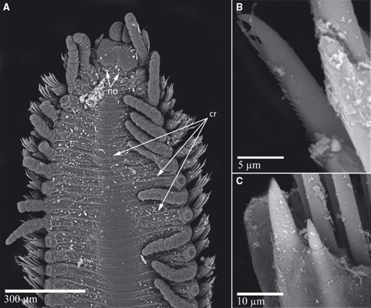 Scanning electron micrographs of Pseudosyllis brevipennis (MNCN 16.01/16177): A, anterior part; B, midbody chaetae; C, midbody aciculae. The arrows point to the nuchal organs (no) and ciliary rows (cr).