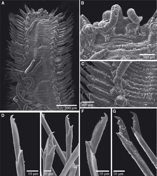 Scanning electron micrographs of Trypanosyllis krohnii (MNCN 16.01/16186): A, anterior part; B, prostomiun; C, detail of ciliary bands in midbody dorsal segments and parapodia; D, anterior dorsal chaeta; E, anterior ventral chaetae; F, posterior dorsal chaeta; G, posterior ventral chaetae.