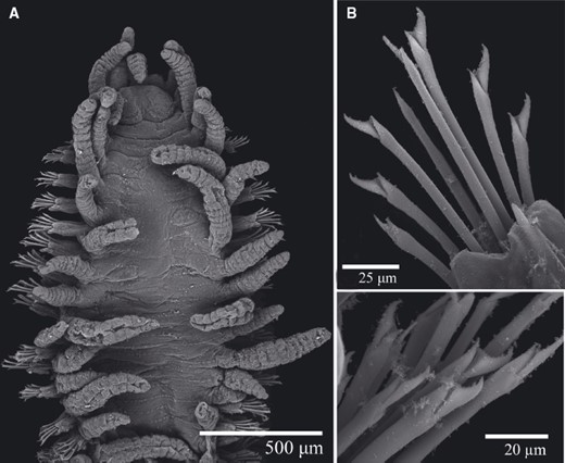 Scanning electron micrographs of Trypanosyllis aeolis (MNCN 16.01/16181): A, anterior part; B, anterior chaetae; C, posterior chaetae.