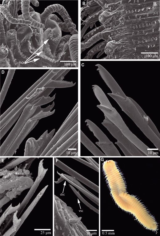 Scanning electron micrographs and light microscopy images of Trypanosyllis luzonensiscomb. nov.: A, prostomium, arrows point to nuchal organs (no; AM W.41639); B, midbody segments showing the ciliation (AM W.41639); C, chaetae from anterior parapodia (AM W.41713); D, chaetae from midbody parapodia (AM W.41713); E, chaetae from posterior parapodia (AM W.41646); F, dorsal (dsc) and ventral (vsc) simple chaetae from posterior parapodia (AM W.41713); G, female detached stolon (MNCN 16.01/16054).