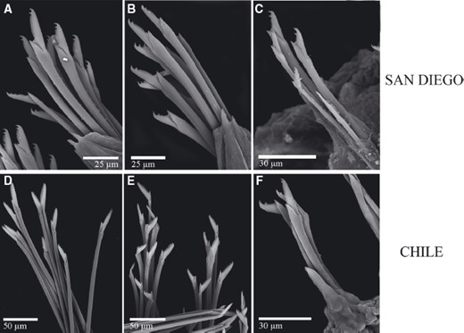 Scanning electron micrographs of new species from the Trypanosyllis krohnii species complex: A–C, Trypanosyllis luqueisp. nov. (SIO A5004); D–F, Trypanosyllis kalkinsp. nov. (MNCN 16.01/16058).