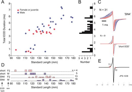 rediscovery and description of paramormyrops sphekodes sauvage electric organ discharge eod waveforms recorded from 40 specimens of p sphekodes