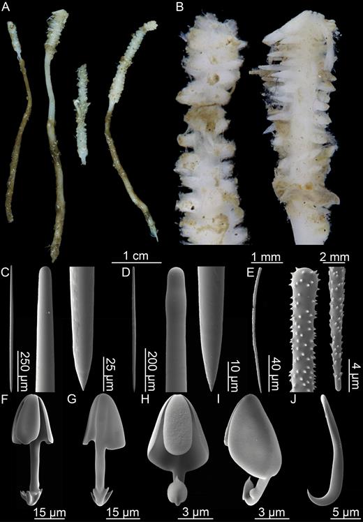 Asbestopluma (Asbestopluma) bihamatifera. (A) Specimens part of ZMBN 103447 (IceAGE 2 st. 880, Iceland-Faroe Ridge), (B) branch detail of two specimens from ZMBN 103447, (C) mycalostyle, (D) subtylostyle, (E) acanthotylostyle, (F, G) palmate/arcuate anisochela front and back view, (H, I) palmate anisochela front and side view, (J) sigmancistra.