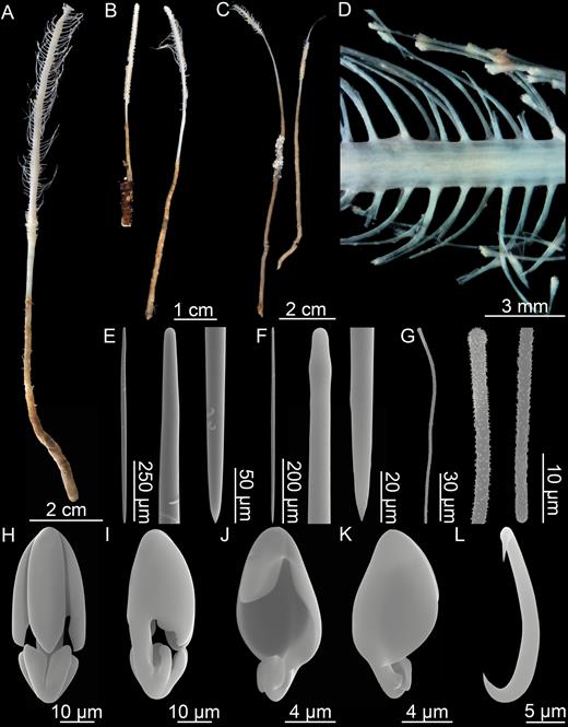 Asbestopluma (Asbestopluma) ruetzleri sp. nov. (A) Holotype USNM 32295, (B) specimens from Lar2012-003 (con: 145), (C) specimens from Lar2012-003 (con: 141), (D) branch detail of holotype USNM 32295, (E) mycalostyle, (F) subtylostyle, (G) acanthotylostyle, (H, I) arcuate anisochela front and back view, (J, K) palmate anisochela front and back view, (L) sigmancistra.