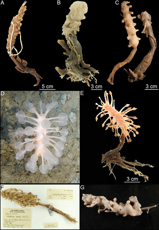 Habit of Chondrocladia (C.) grandis. (A) Chondrocladia (C.) grandis lectotype USNM8463, (B) C. (C.) grandis paralectotype YPM6987, (C) C. (C.) gigantea paralectotype ZMBN 121, (D) in situ habit of specimen HUD2007-025-1058-32, (E) specimen HUD2007-025-1058-32, (F) specimen YPM 6874, (G) specimen NTNU 15204.