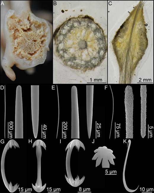 Chondrocladia (C.) grandis. (A) Cross section of upper stem, (B) cross section of process, (C) longitudinal section of process including swelling, (D) Mycalostyle I, (E) mycalostyle II, (F) acanthostyle, (G, H) anchorate isochela I, (I) anchorate isochela II, (J) anchorate isochela II detail, (K) sigmancistra.