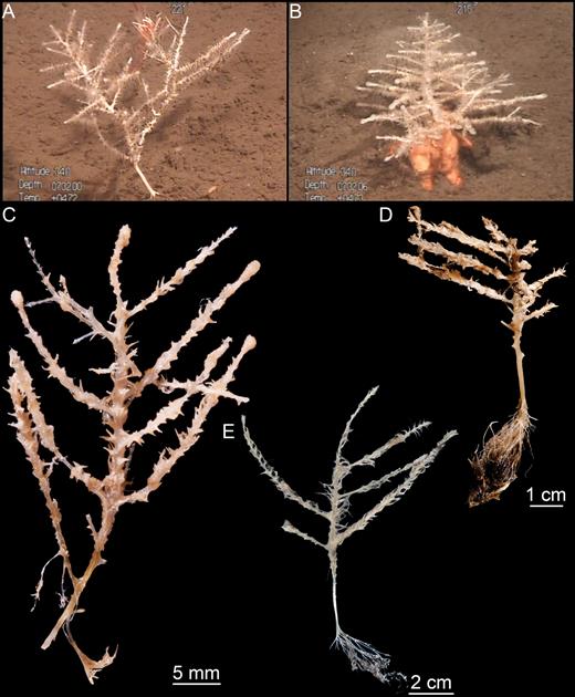 Cladorhiza abyssicola. (A, B) Two in situ images of Skagerrak specimens from BIOSKAG III, (C) specimen ‘Dannevig’ 1952 (st. 59, Lindesnes), (D) specimen ZMBN 103470, (E) specimen NEREIDA 0509 BC34 (Flemish Cap).