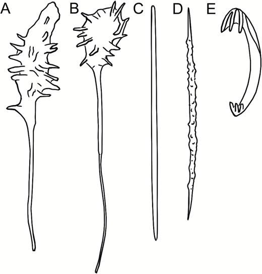 Cladorhiza arctica, redrawn from Koltun (1959) Pl. V, 4–5 and fig. 34. (A, B) Habit of two specimens, (C) mycalostyle, (D) acanthoxea, (E) anchorate anisochela.