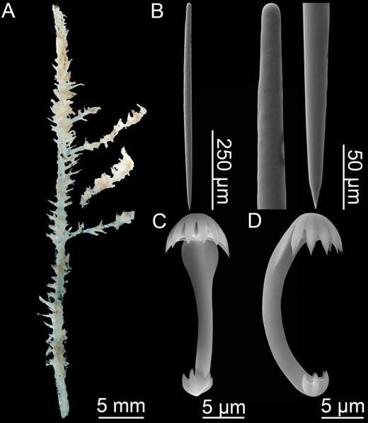 Cladorhiza iniquidentata. (A) Holotype, (B) mycalostyle, (C, D) anchorate chela side and back view.
