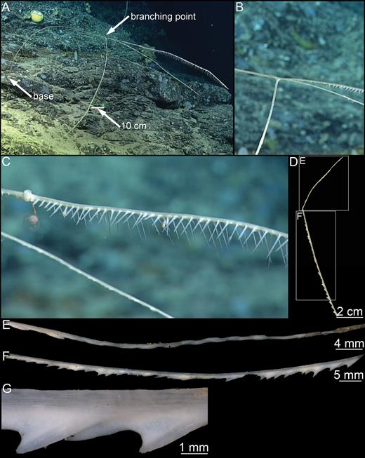 Cladorhiza kenchingtonae sp. nov. (A) In situ habit, (B) branching point, (C) branch detail, (D) recovered specimen fragment, (E, F) specimen parts, (G) stem and filaments detail.