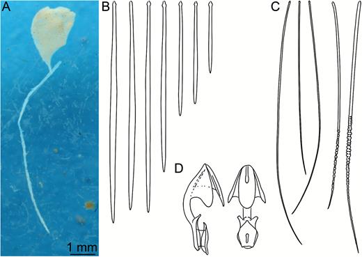Lycopodina comata (after Lundbeck, 1905, pl. XII fig. 1A–F). (A) Holotype ZMUC-DEM-285, (B) mycalostyles and subtylostyles I and II, (C) tapering subtylostyles, (D) arcuate/palmate chela front and side view.