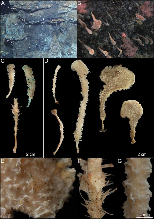 Lycopodina cupressiformis. (A, B) In situ ROV footage from Jan Mayen, (C) specimens from the Rockall Bank and Faroe channel: syntype BMNH 82.7.28.43, IceAGE 2 876/4 and BIOFAR 732, (D) specimens from the Jan Mayen Mid-Arctic Ridge (BIODEEP 2006; GeoBio 2011-2012) showing different sizes and morphology, (E) detail of leaf-shaped specimen, (F) detail of specimen IceAGE 2 876/4, (G) detail of GeoBio 2011 specimen.
