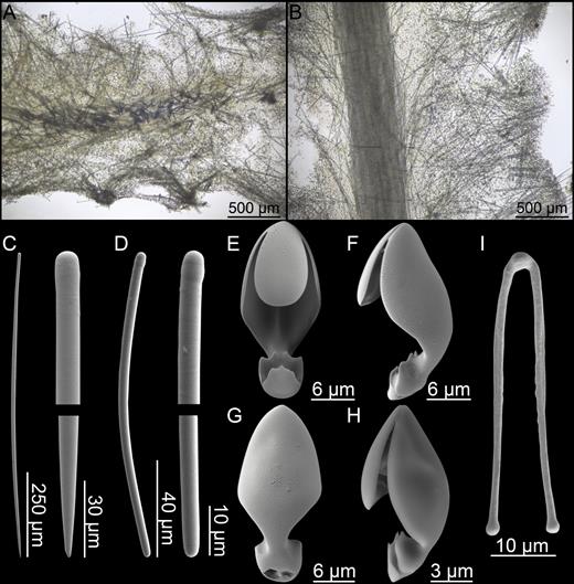 Lycopodina cupressiformis. (A) Cross section showing flattened stem, (B) longitudinal section, (C) style, (D) tylostyle, (E–G) palmate chela front, side and back view, (H) smaller, embryonic chela, (I) forceps spicule.