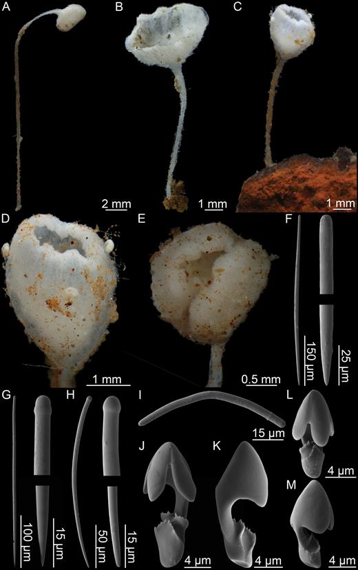 Lycopodina minuta. (A, B) Specimens from GeoBio 2012 ROV14-12, (C) specimen from GeoBio 2012 ROV04-16, (D, E) detail of two specimens from GeoBio 2012 ROV04-16, (F) style, (G) subtylostyle, (H) tylostyle, (I) strongyle, (J, K) arcuate to palmate anisochela front and back views, (L, M) embryonic arcuate to palmate anisochela front and back views.