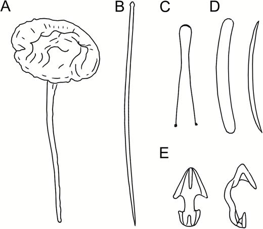 Lycopodina versatilis (after Topsent, 1892, pl. VI fig. 5 and pl. X fig. 9A–H), (A) habit, (B) subtylostyle, (C) forceps, (D) embryonic strongyles and oxea, (E) anisochelae.