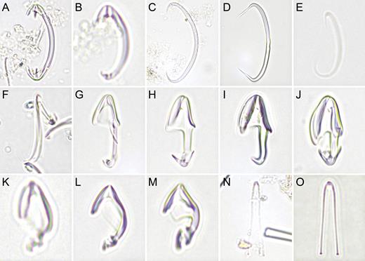 Selected microscope images of cladorhizid microscleres for use with the key provided. (A) anchorate isochela (Chondrocladia (C.) grandis), (B) anchorate anisochela (Cladorhiza abyssicola), (C–E) sigmas (Cl. abyssicola, Cl. corticocancellata and Cl. tenuisigma), (F) sigmancistra (Cl. tenuisigma), (G–J) palmate anisochelae (Asbestopluma (A.) bihamatifera, A. (A.) furcata, A. (A.) pennatula and A. (A.) ruetzleri), (K, L) palmate anisochelae (Lycopodina lycopodium and L. cupressiformis), (M) palmate/arcuate anisochela (L. infundibulum), (N, O) forceps spicules (L. lycopodium and L. cupressiformis).