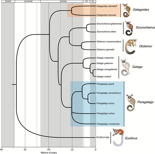 Phylogenetic relationships among galagos. The tree represents a summary of our current understanding of relationships among the lorisoid primates based on both nuclear and mitochondrial sequence data, derived from the studies of Pozzi et al. (2014, 2015) and Pozzi (2016). The western dwarf galago clade is identified by a red rectangle, while the eastern clade is enclosed within a blue square.