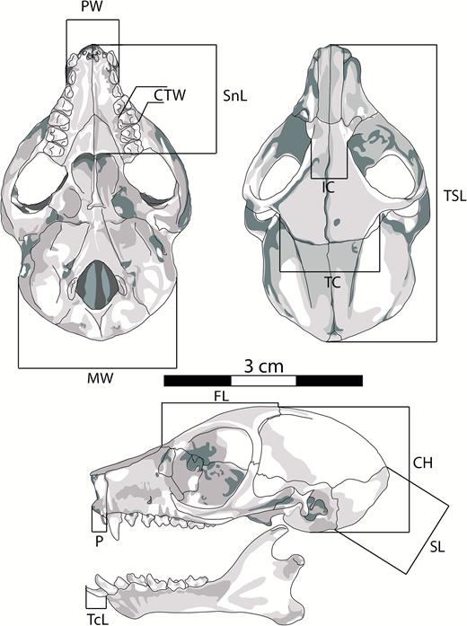 Schematic depiction of an eastern dwarf galago skull showing the 12 craniodental measurements included in the multivariate morphometric analyses. Descriptions of the variables are presented in Table 1.