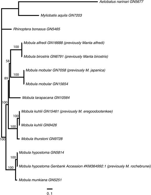 Phylogenetic tree showing the relationships among mobulid species, relative to three outgroups (Aetobatus narinari, Myliobatis aquila and Rhinoptera bonasus). The tree was derived from a Maximum Likelihood analysis of an alignment of the protein coding components of the mitochondrial genomes (11442 sites) under a partitioned model of molecular evolution. Bootstrap support values are displayed on the nodes.