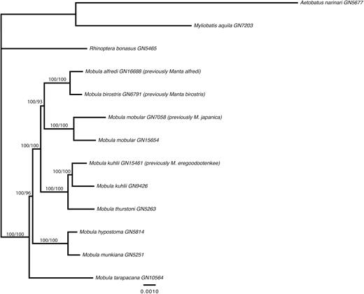 Phylogenetic tree showing the relationships among mobulid species, relative to three outgroups (Aetobatus narinari, Myliobatis aquila and Rhinoptera bonasus). The tree was derived from an ML analysis of a concatenated alignment of 614 ‘clock-like’ exons (144261 sites) under a TIM + I + G model of molecular evolution. Bootstrap support values are displayed on the nodes for concatenated ML and SVD Quartet analyses.