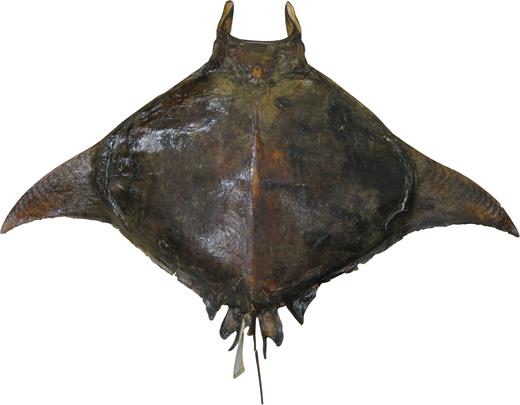 Dorsal view of the dry, stuffed holotype of Mobula rochebrunei: MNHN A9967, adult male 108.5 cm DW.