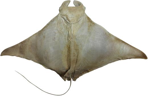 Dorsal view of the alcohol-preserved lectotype of Mobula kuhlii (MNHN 000-1596, juvenile male 71.7 cm DW).