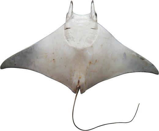 Ventral coloration of: (A) long-head form of Mobula kuhlii (originally identified as Mobula eregoodootenkee), adult male from Muttrah in Oman; (B) short-head form of Mobula kuhlii, female from Muttrah in Oman.
